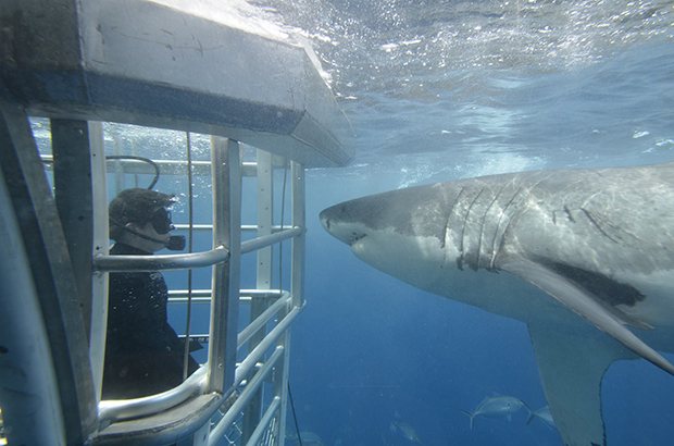 Shark Cage Diving - South Australia